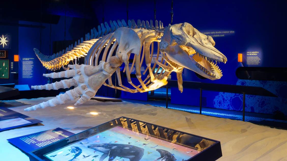 Conversa Com o Curador  Oceano - O Mundo é um Arquipélago