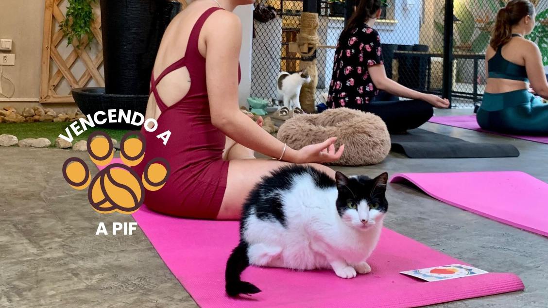 Imagem do evento YOGATERIA SOLIDÁRIA - Vencendo a PIF